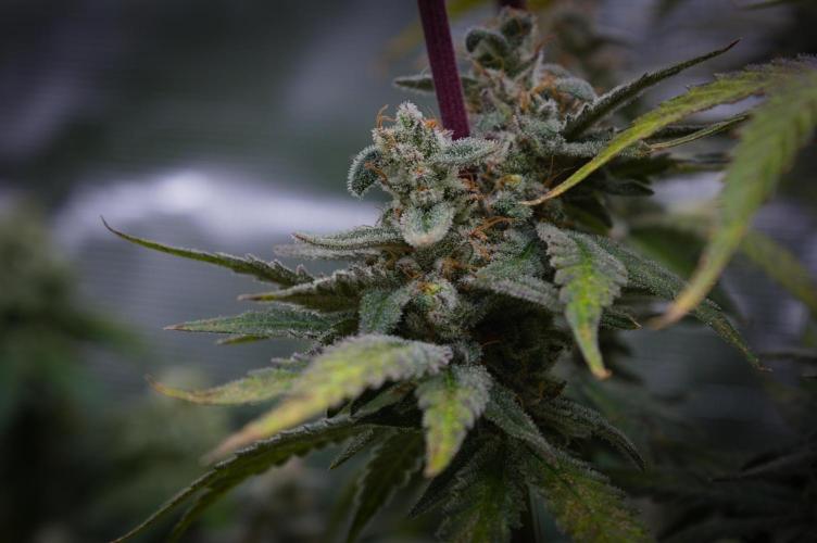 Aladdin Kush Khalifa Genetics NFT. Week 15 - Harvest