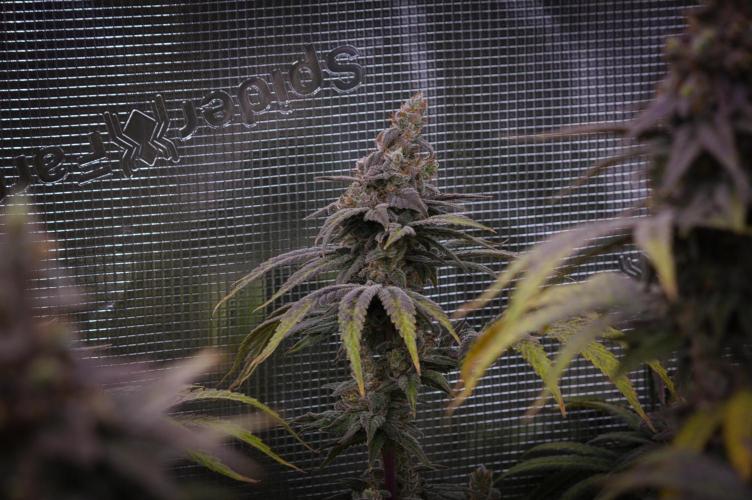 Aladdin Kush Khalifa Genetics NFT. Week 15 - Harvest