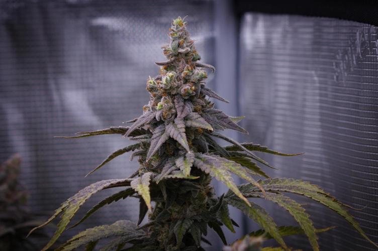 Aladdin Kush Khalifa Genetics NFT. Week 15 - Harvest