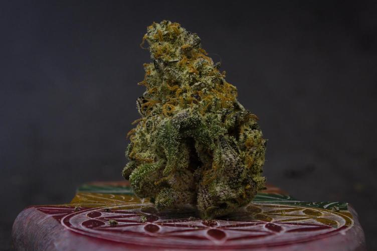 Aladdin Kush Khalifa Genetics NFT. Week 15 - Dry