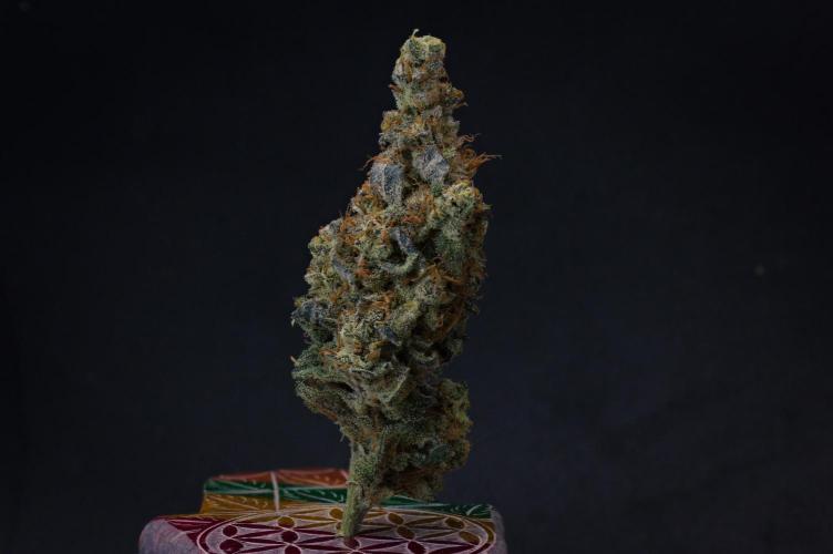 Aladdin Kush Khalifa Genetics NFT. Week 15 - Dry
