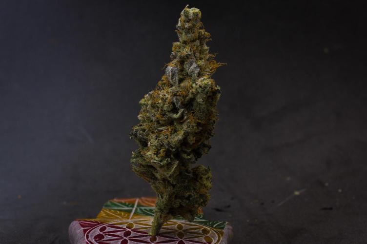 Aladdin Kush Khalifa Genetics NFT. Week 15 - Dry