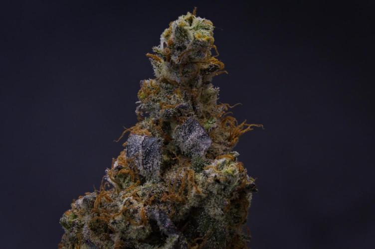 Aladdin Kush Khalifa Genetics NFT. Week 15 - Dry