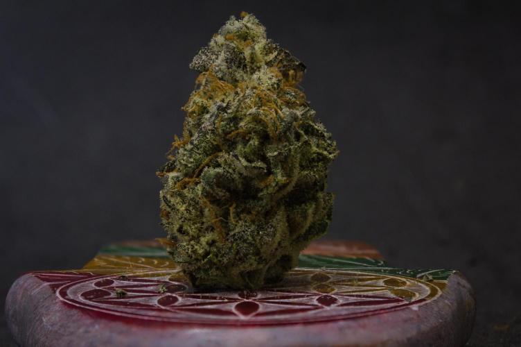 Aladdin Kush Khalifa Genetics NFT. Week 15 - Dry
