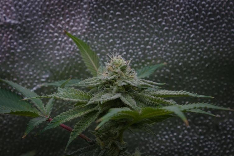 Cali Tings Wizard Trees SOIL. Week 13 - Day 35