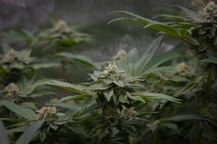 Cali Tings Wizard Trees SOIL. Week 13 - Day 35
