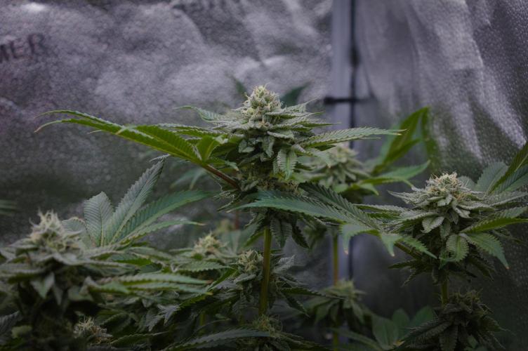 Cali Tings Wizard Trees SOIL. Week 13 - Day 35