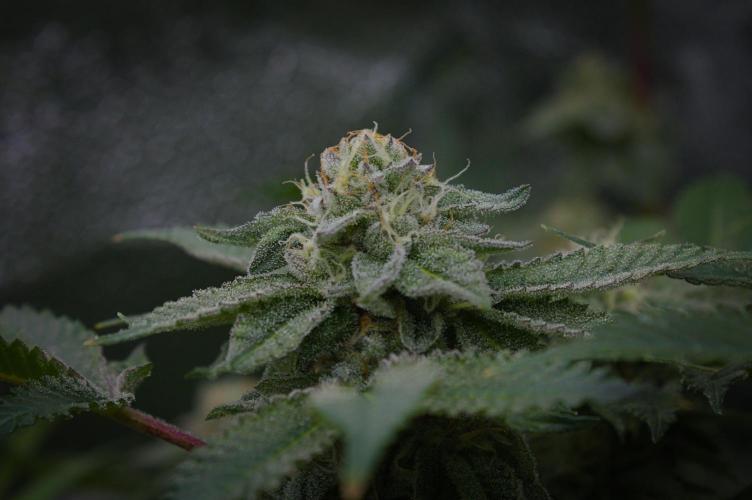 Cali Tings Wizard Trees SOIL. Week 13 - Day 35