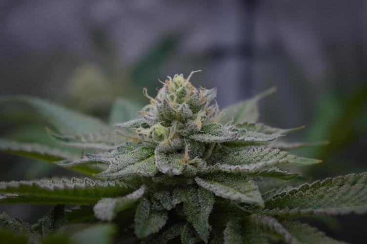 Cali Tings Wizard Trees SOIL. Week 13 - Day 35