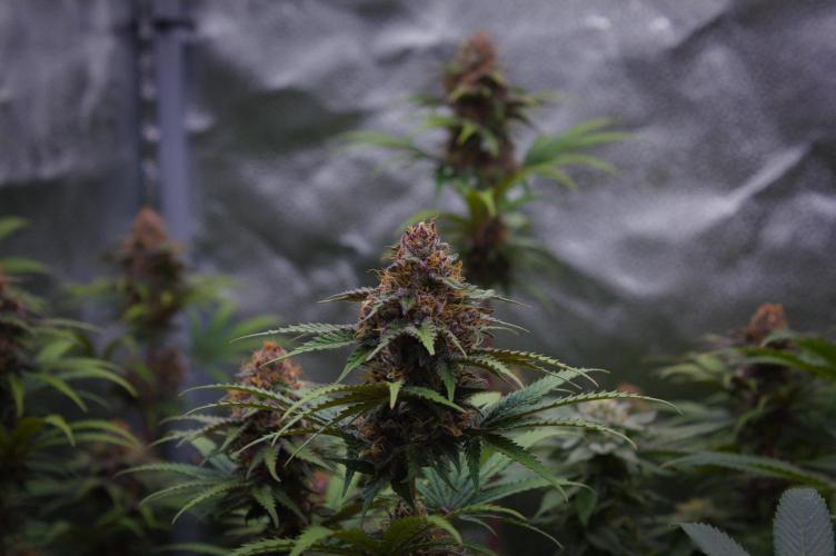 Sour Fruit Tartare Dutch Passion SOIL. Week 13 - Day 35
