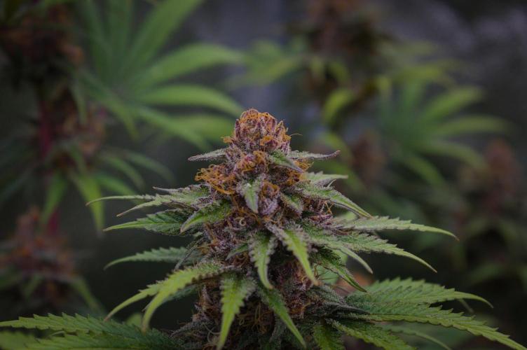 Sour Fruit Tartare Dutch Passion SOIL. Week 13 - Day 35