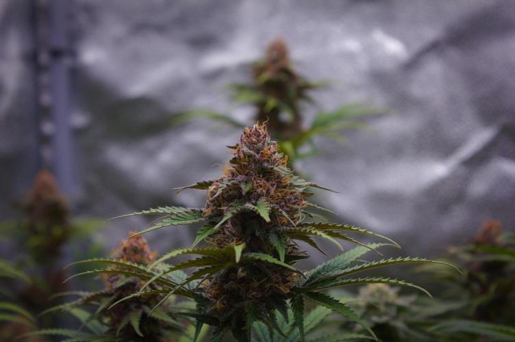 Sour Fruit Tartare Dutch Passion SOIL. Week 13 - Day 35