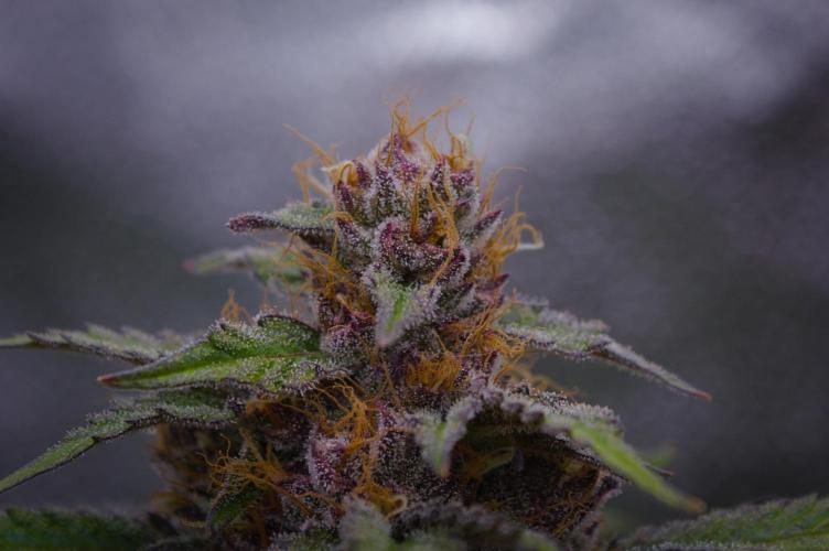 Sour Fruit Tartare Dutch Passion SOIL. Week 13 - Day 35