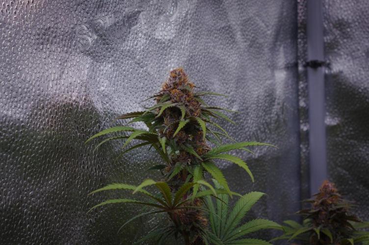 Sour Fruit Tartare Dutch Passion SOIL. Week 13 - Day 35
