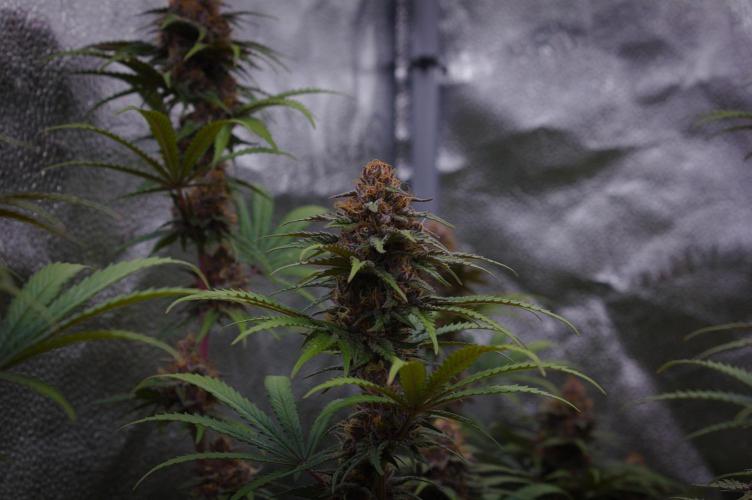 Sour Fruit Tartare Dutch Passion SOIL. Week 13 - Day 35