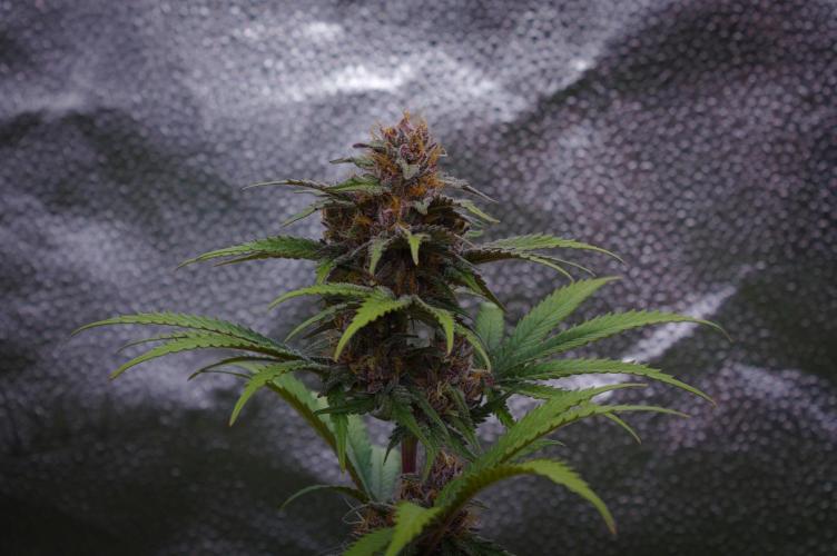 Sour Fruit Tartare Dutch Passion SOIL. Week 13 - Day 35