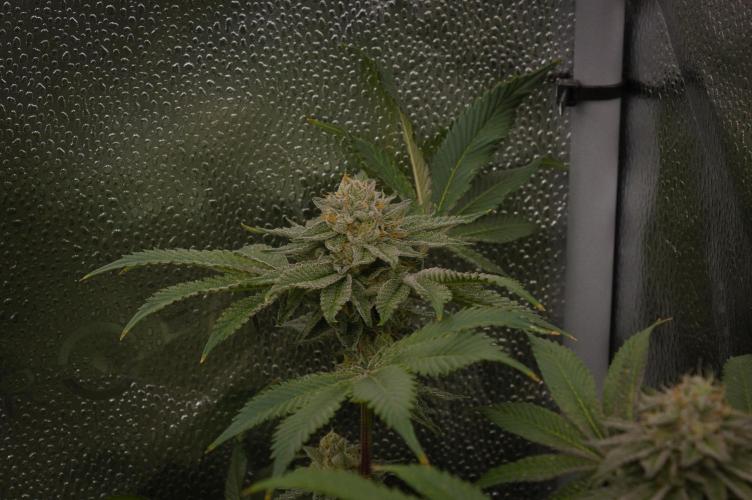 Cali Tings Wizard Trees SOIL. Week 14 - Day 42