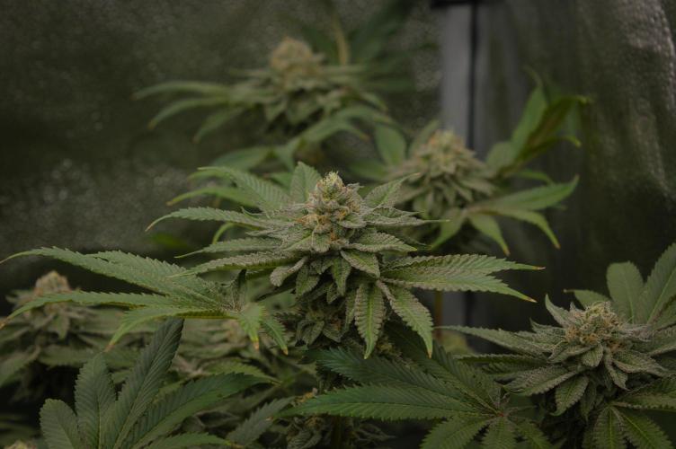 Cali Tings Wizard Trees SOIL. Week 14 - Day 42