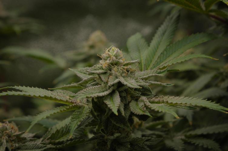 Cali Tings Wizard Trees SOIL. Week 14 - Day 42