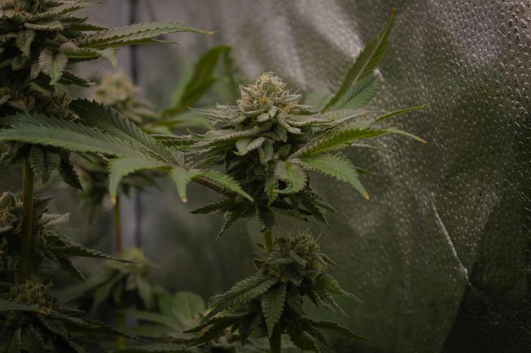 Cali Tings Wizard Trees SOIL. Week 14 - Day 42