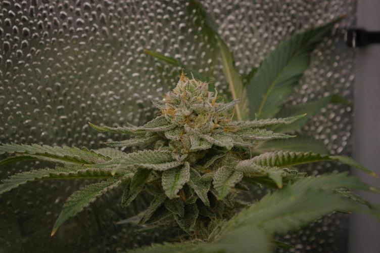 Cali Tings Wizard Trees SOIL. Week 14 - Day 42