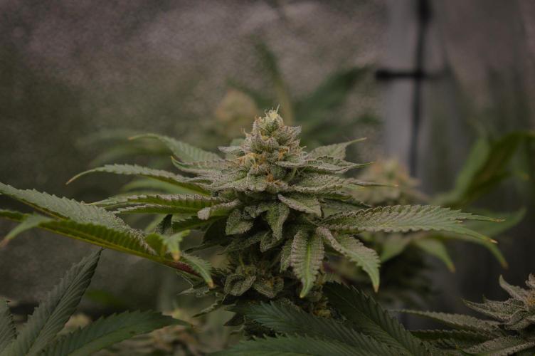 Cali Tings Wizard Trees SOIL. Week 14 - Day 42