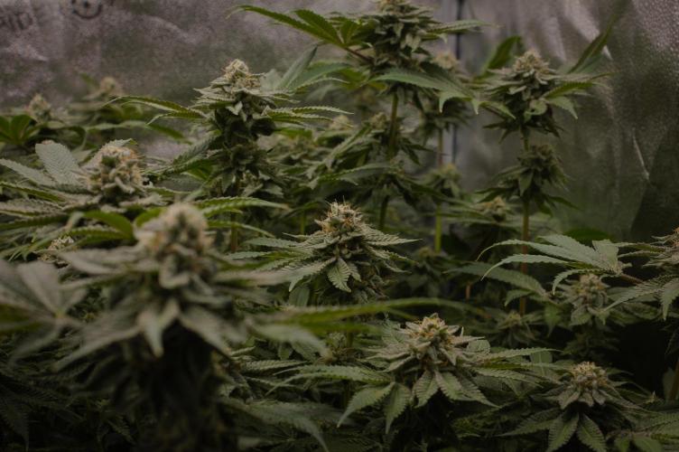 Cali Tings Wizard Trees SOIL. Week 14 - Day 42