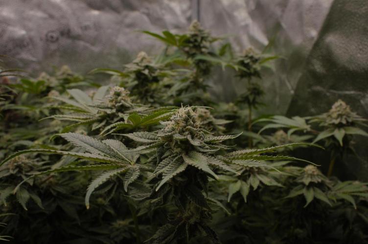 Cali Tings Wizard Trees SOIL. Week 14 - Day 42
