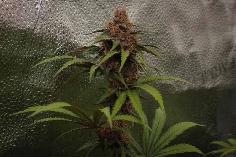 Sour Fruit Tartare Dutch Passion SOIL. Week 14 - Day 42