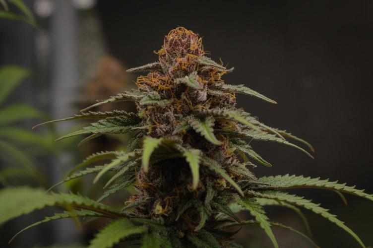 Sour Fruit Tartare Dutch Passion SOIL. Week 14 - Day 42