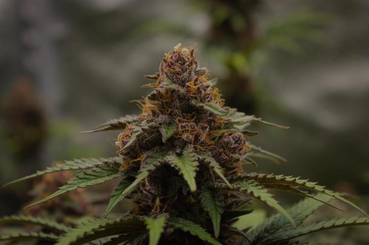Sour Fruit Tartare Dutch Passion SOIL. Week 14 - Day 42