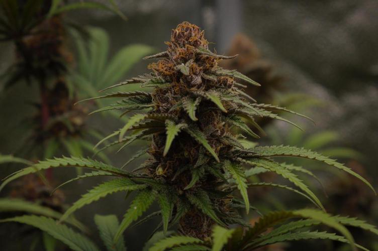 Sour Fruit Tartare Dutch Passion SOIL. Week 14 - Day 42
