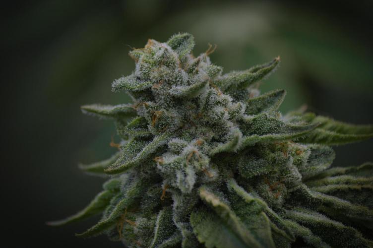 Frozen Nectar HappyPlant420 NFT. Week 15 - Harvesting