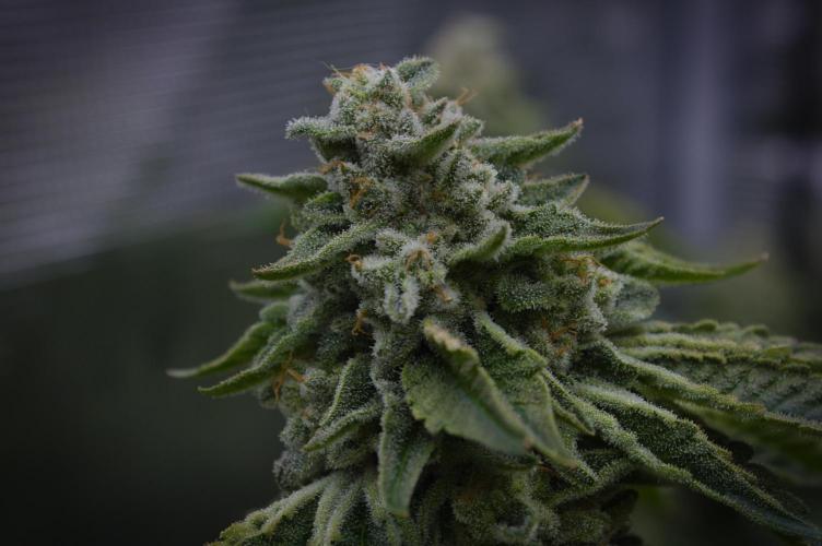 Frozen Nectar HappyPlant420 NFT. Week 15 - Harvesting