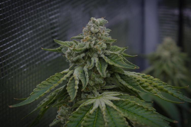 Frozen Nectar HappyPlant420 NFT. Week 15 - Harvesting