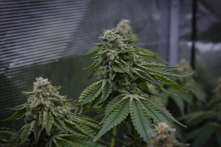 Frozen Nectar HappyPlant420 NFT. Week 15 - Harvesting