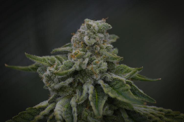 Frozen Nectar HappyPlant420 NFT. Week 15 - Harvesting