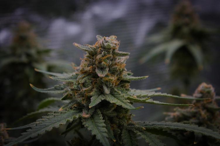 Durian Pie HappyPlant420 NFT. Week 16 - Harvest