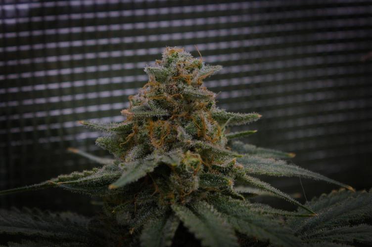 Durian Pie HappyPlant420 NFT. Week 16 - Harvest