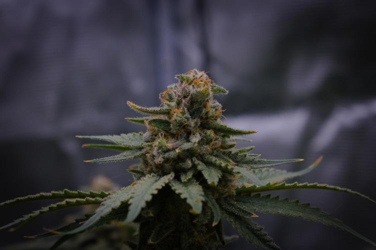 Durian Pie HappyPlant420 NFT. Week 16 - Harvest