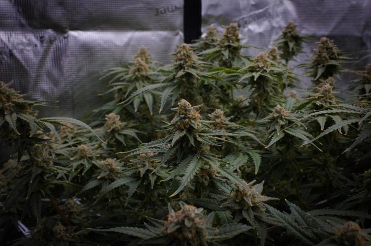Durian Pie HappyPlant420 NFT. Week 16 - Harvest