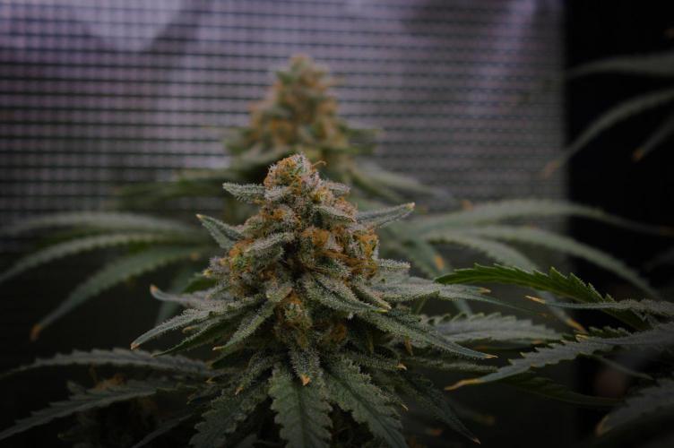 Durian Pie HappyPlant420 NFT. Week 16 - Harvest