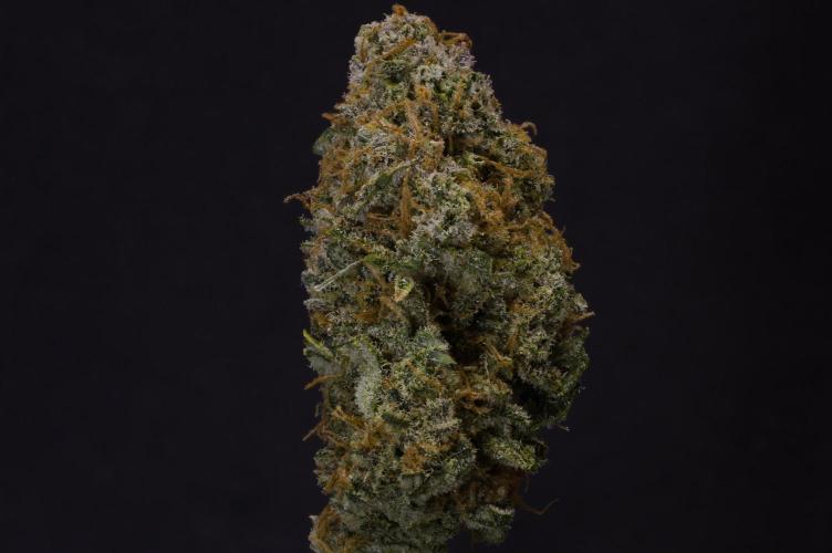 Durian Pie HappyPlant420 NFT. Week 16