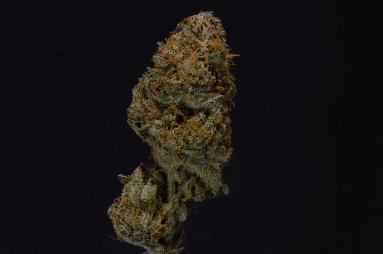 Durian Pie HappyPlant420 NFT. Week 16