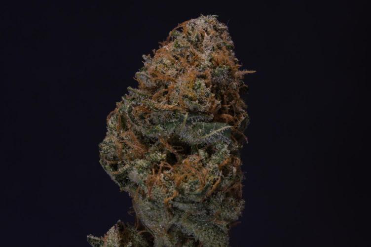 Durian Pie HappyPlant420 NFT. Week 16