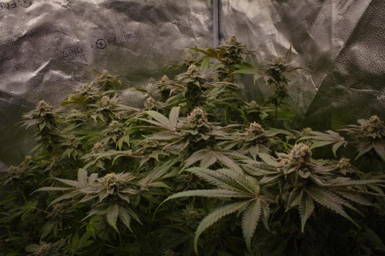 Grow Tent 3x3x6 (90cm x 90cm x 180cm). Week 15