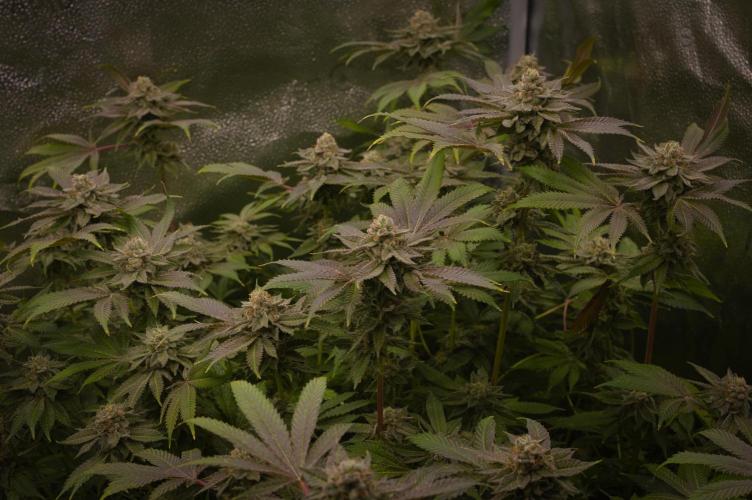 Cali Tings Wizard Trees SOIL. Week 15 - Day 49