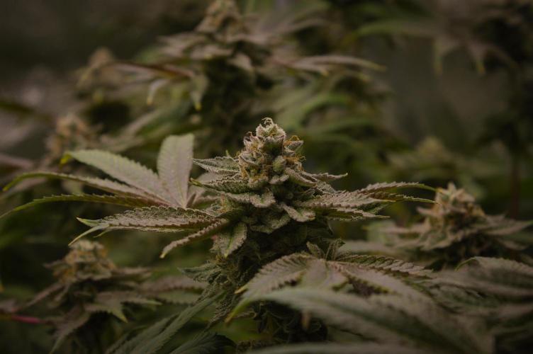 Cali Tings Wizard Trees SOIL. Week 15 - Day 49