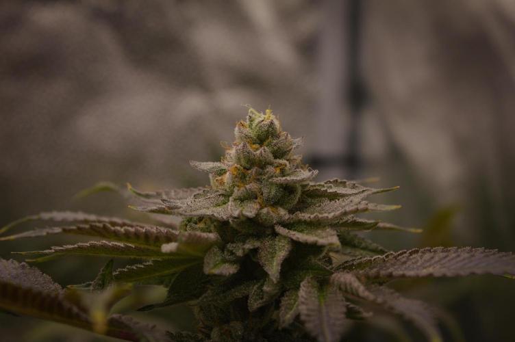 Cali Tings Wizard Trees SOIL. Week 15 - Day 49