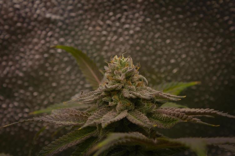 Cali Tings Wizard Trees SOIL. Week 15 - Day 49